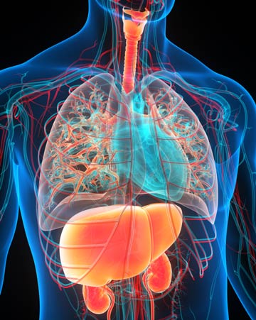 3D illustration concept of human internal organs anatomy