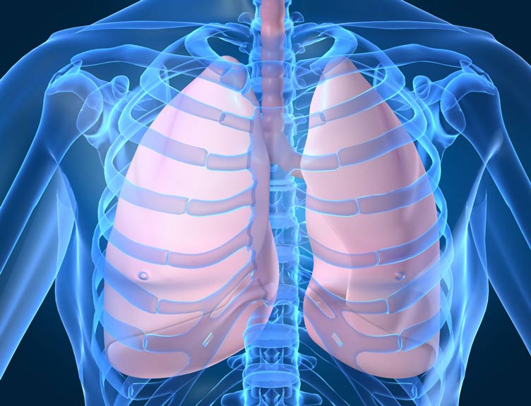 Lungs graphic Lungs graphic