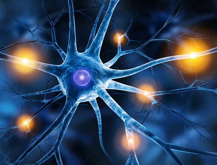 the process of forming new neurons within the brain is called the process of forming new neurons within the brain is called
