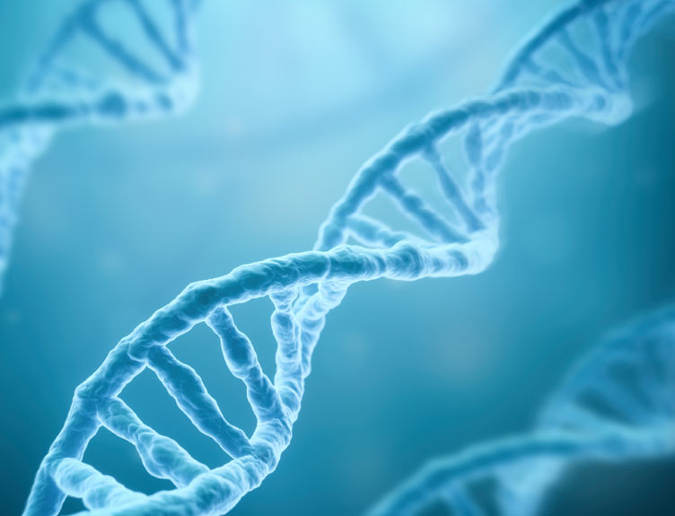 DNA double helix DNA double helix