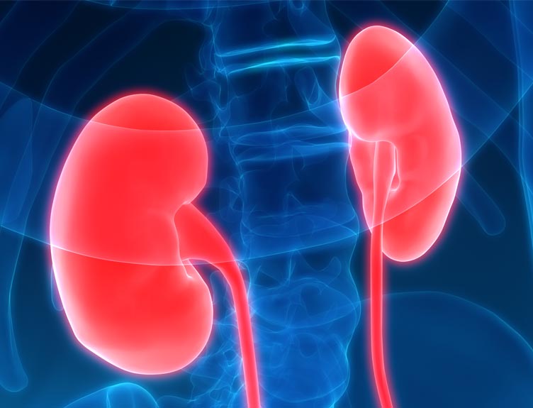 kidneys kidneys