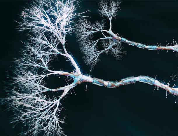 Repairing peripheral nerve damage