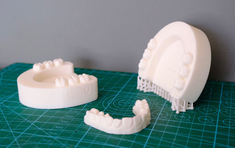 Model of human teeth